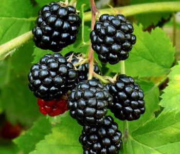 Ежевика Raspberry Shortcake