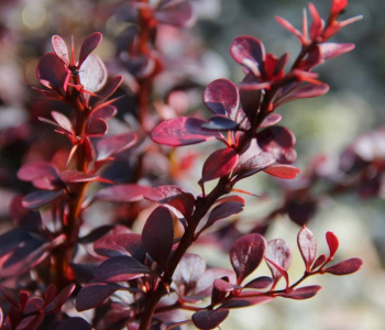 Барбарис Тунберга Dart's Red Lady