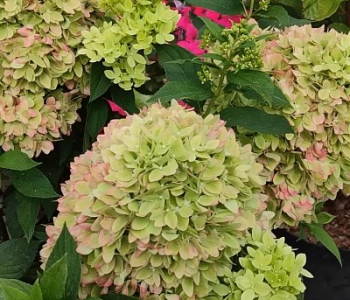 Гортензия метельчатая Bee Green
