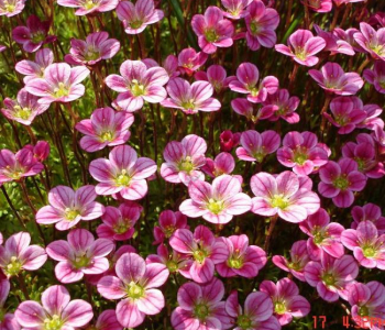 Камнеломка Арендса Carpet Pink