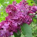 Сирень обыкновенная Marechal Foch