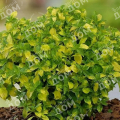Мята имбирная Ginger Mint