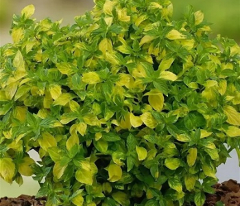 Мята имбирная Ginger Mint