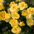 Роза почвопокровная Yellow Fairy