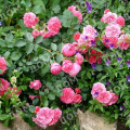 Роза почвопокровная Les Quatre Saisons (Meilland)