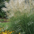 Мискантус китайский Graziella