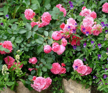 Роза почвопокровная Les Quatre Saisons (Meilland)