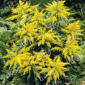 Золотарник гибридный Golden Dwarf