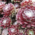 Молодило паутинистое Rubrum