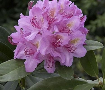 Рододендрон гибридный Pink Purple Dream