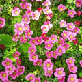 Камнеломка Арендса Carpet Pink
