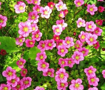 Камнеломка Арендса Carpet Pink