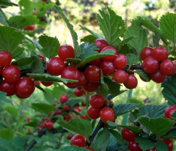 Вишня Войлочная