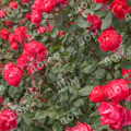 Роза флорибунда Cherry Bonica (Meilland)