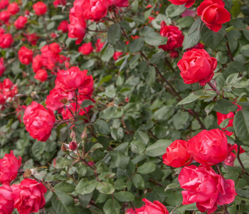 Роза флорибунда Cherry Bonica (Meilland)