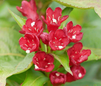 Вейгела Cherry Love