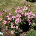Роза кустовая Heavenly Pink