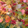 Боярышник сливолистный Prunifolia Splendens