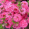 Рододендрон японский Geisha Pink