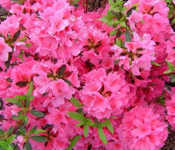 Рододендрон японский Geisha Pink