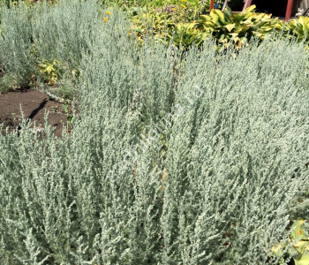 Полынь Шмидта