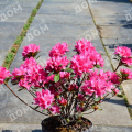 Рододендрон японский Geisha Pink