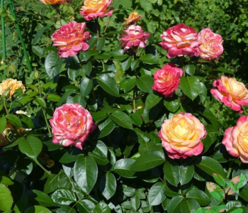 Роза чайно-гибридная Pulman O. Express (Meilland)