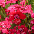 Гвоздика травянка Brilliant