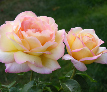 Роза чайно-гибридная Peace (Meilland)