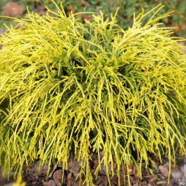Кипарисовик горохоплодный Golden Mop
