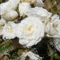 Роза кустовая Ivory Meidiland (Meilland)