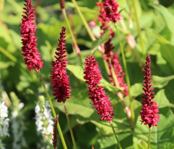 Горец свечевидный Dark Red