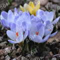 Крокус Blue Pearl