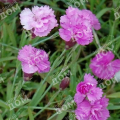 Гвоздика серовато-голубая Pink Jewel