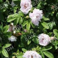 Роза морщинистая Wild Pearl