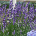 Лаванда узколистная Hidcote Blue Strain