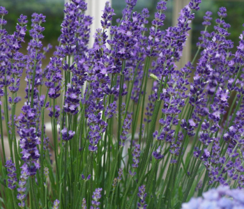 Лаванда узколистная Hidcote Blue Strain