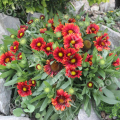 Гайлардия крупноцветковая Arizona Red Shades