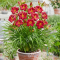 Лилейник Woodside Ruby