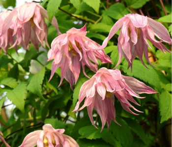 Клематис альпийский Pink Swing