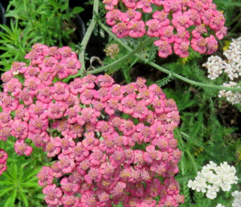 Тысячелистник обыкновенный Little Susie