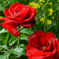 Роза кустовая Ulmer Munster (Kordes)