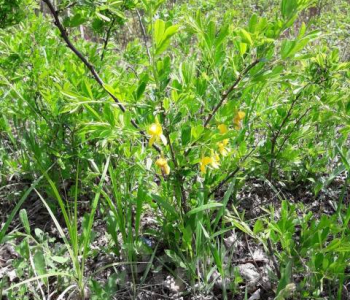 Карагана уссурийская