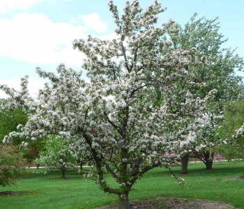 Яблоня Golden Hornet