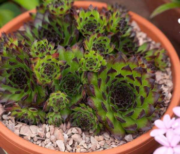 Молодило Reinhard