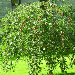 Яблоня Pendula