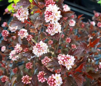 Пузыреплодник калинолистный Sweet Cherry Tea