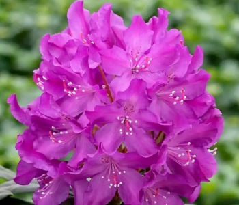 Рододендрон гибридный Royal Lilac