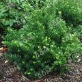 Бересклет японский Microphyllus