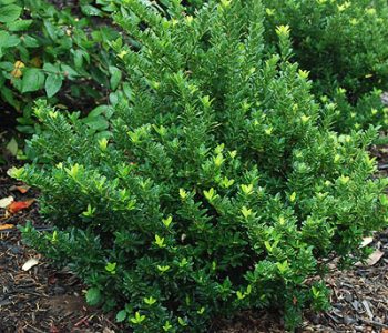 Бересклет японский Microphyllus